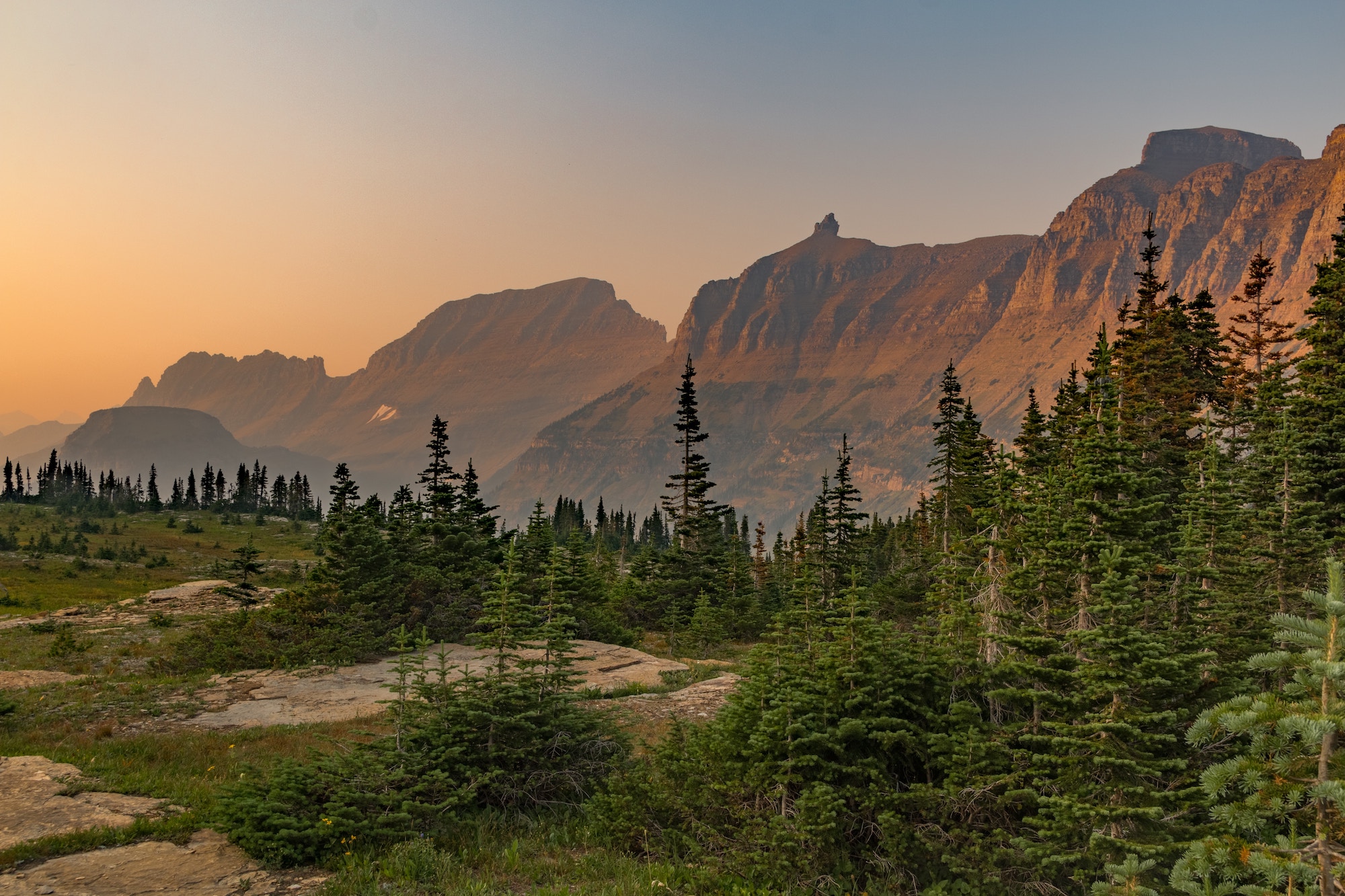 The Forest Hiker img-3