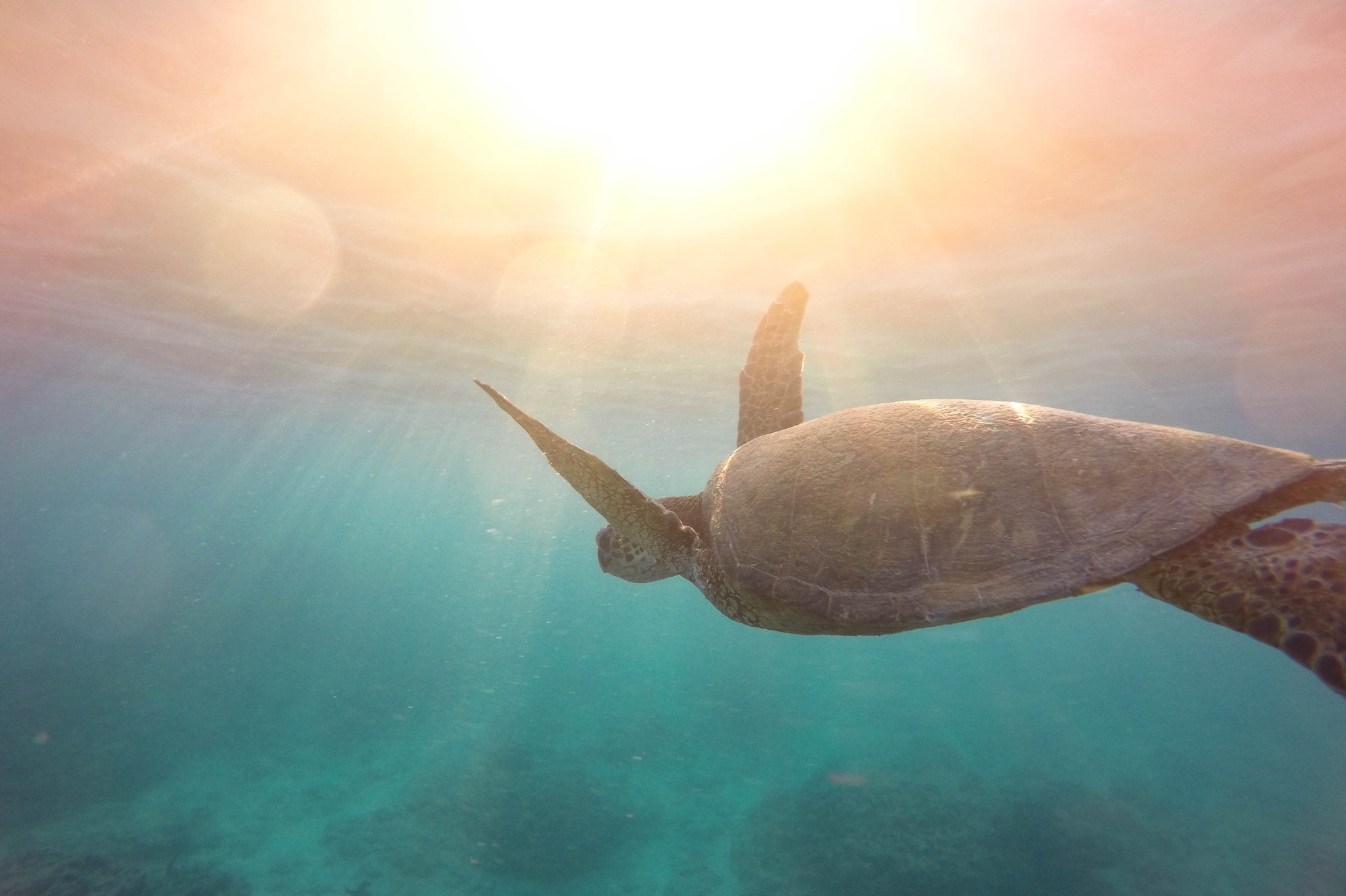 The Sea Explorer img-2